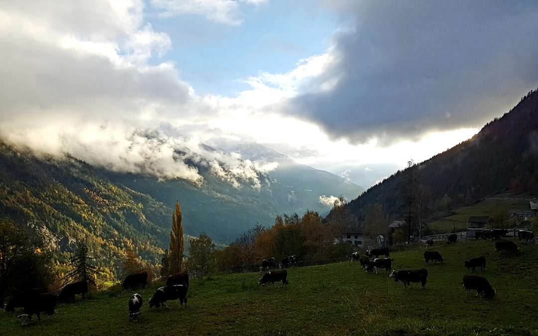 Il pascolo all’ombra