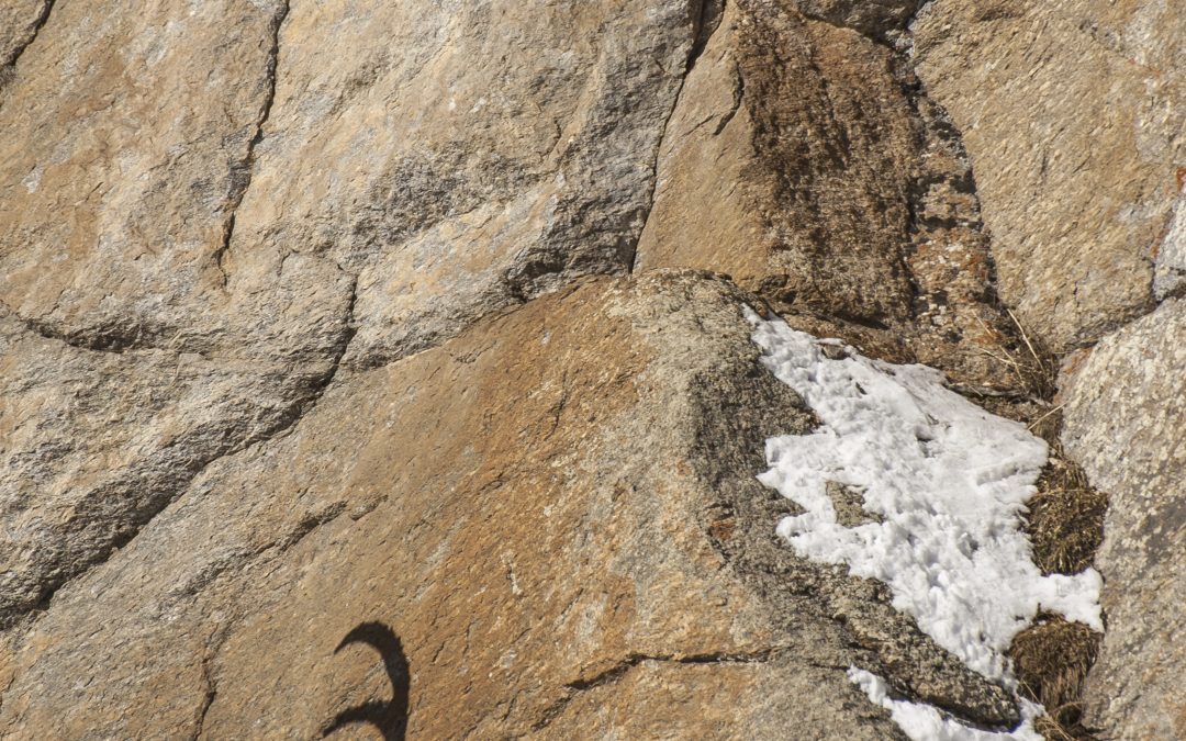 Lo stambecco che non c’è