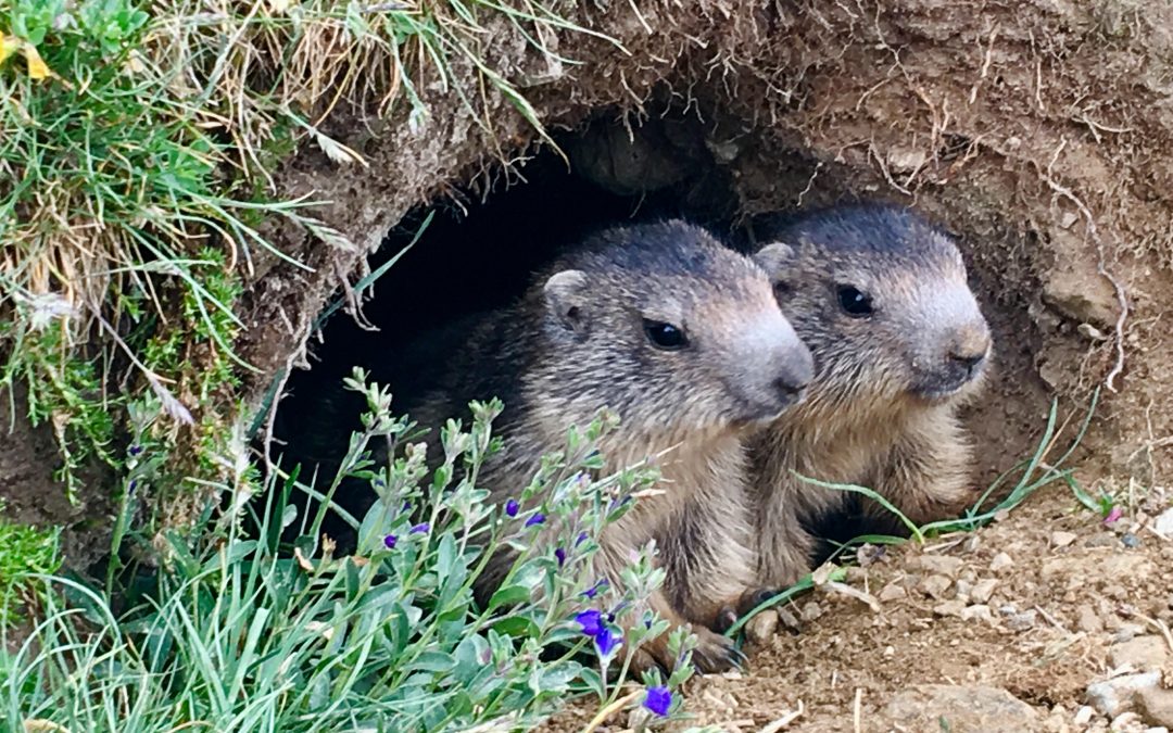 Fuori dall’ombra: lo sguardo della meraviglia