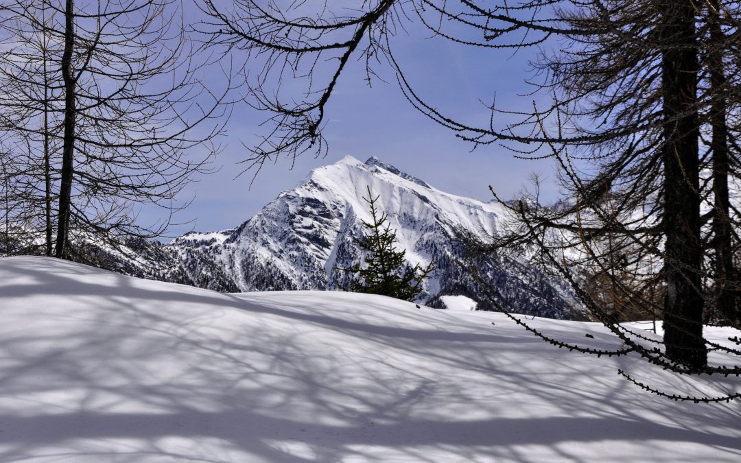 Ombre nel bosco