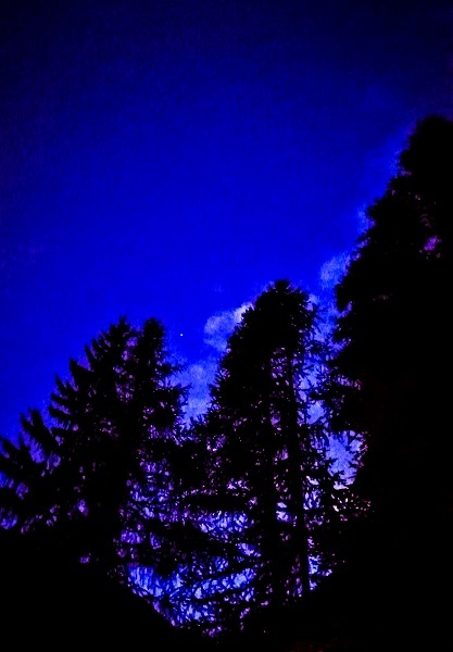 Di cieli e alberi all’imbrunire