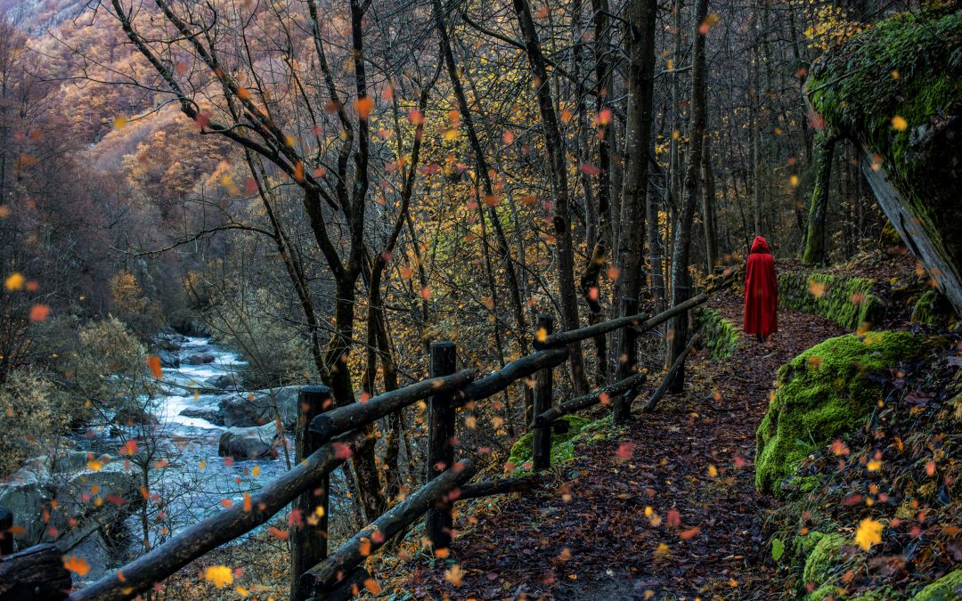 Il bosco delle fate