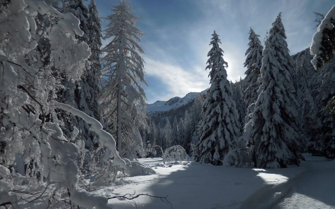 Ombre nel bianco