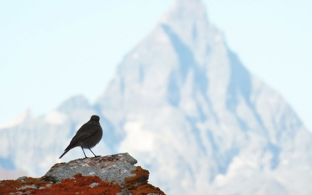 Contemplazione