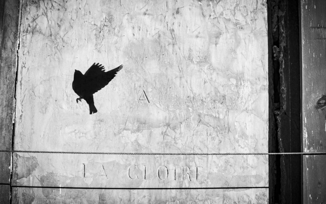 Cogli l’attimo