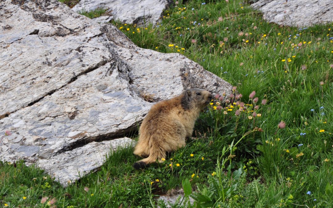 La marmotta, la “sentinella” di montagna!