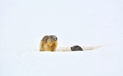 Le Marmotte e la Neve.
