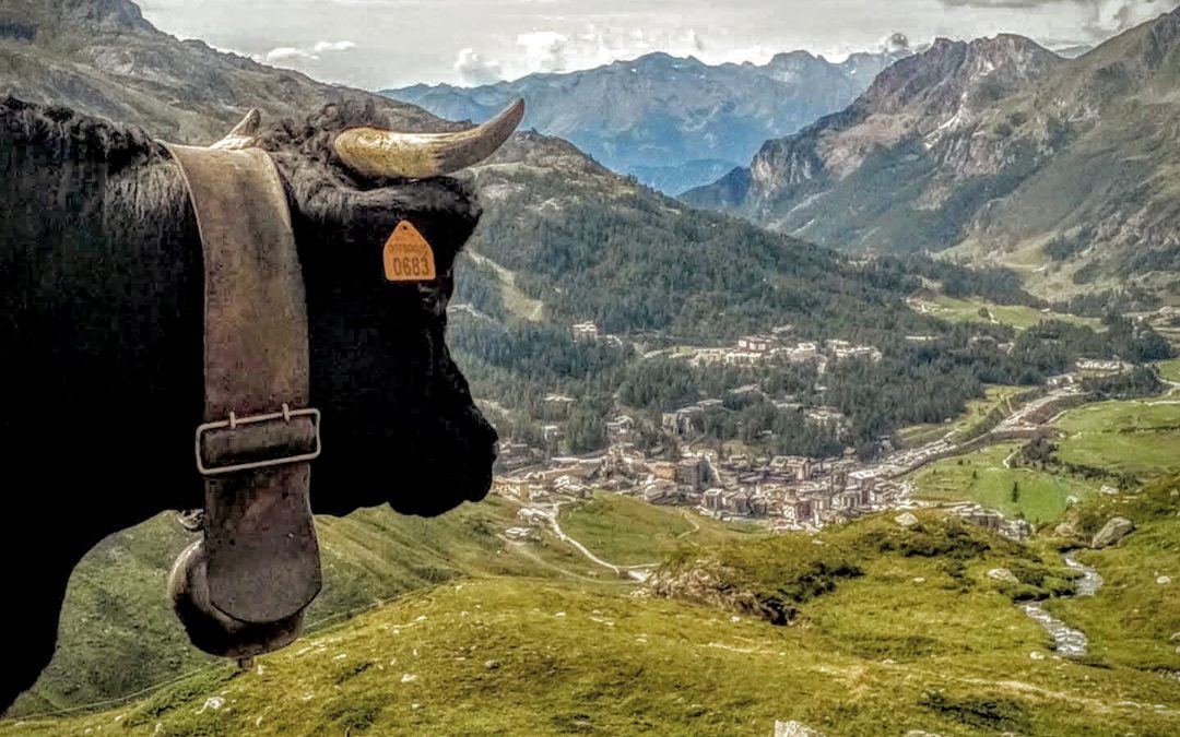 Sognando… di diventare Reina