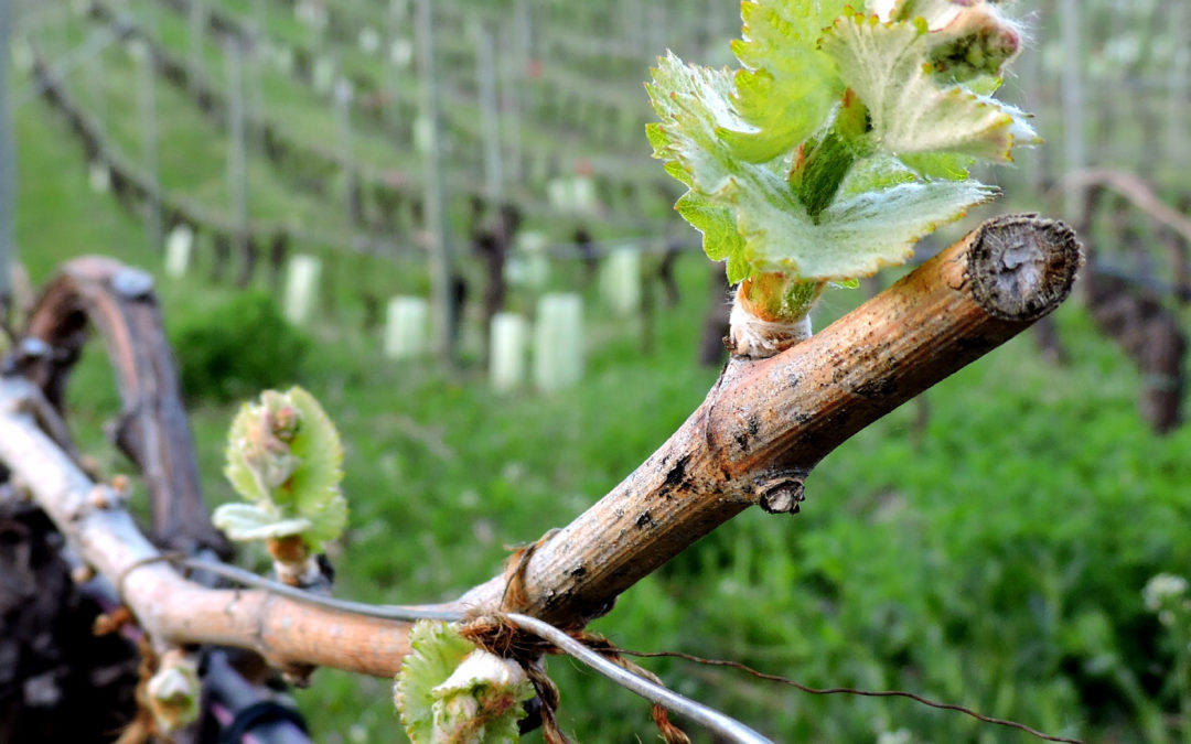 La gemma per il buon vino valdostano