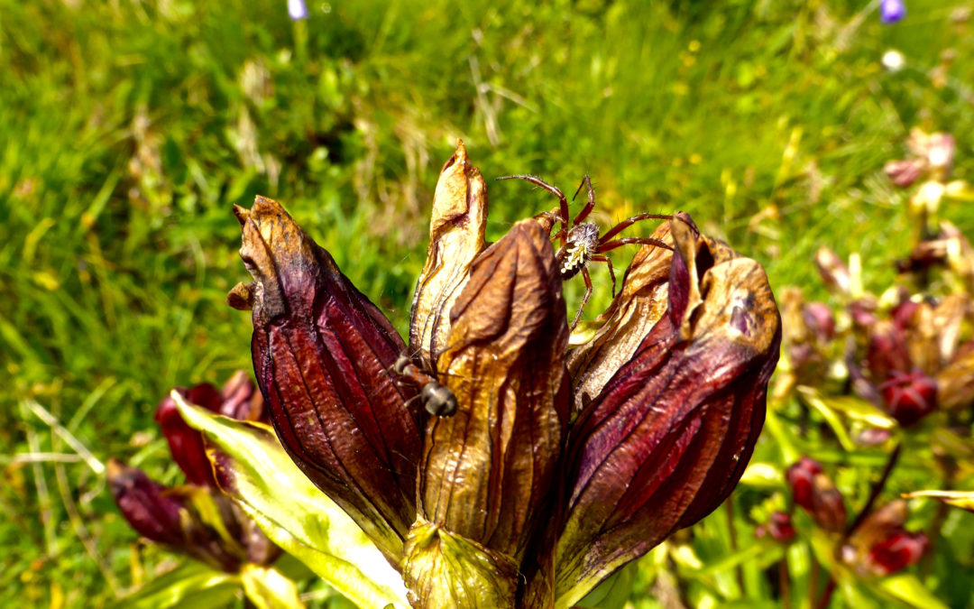 Pericolo tra i fiori