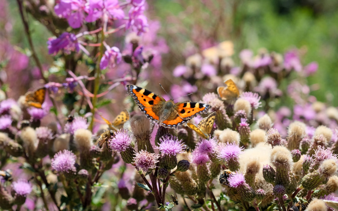 Vanessa delle ortiche
