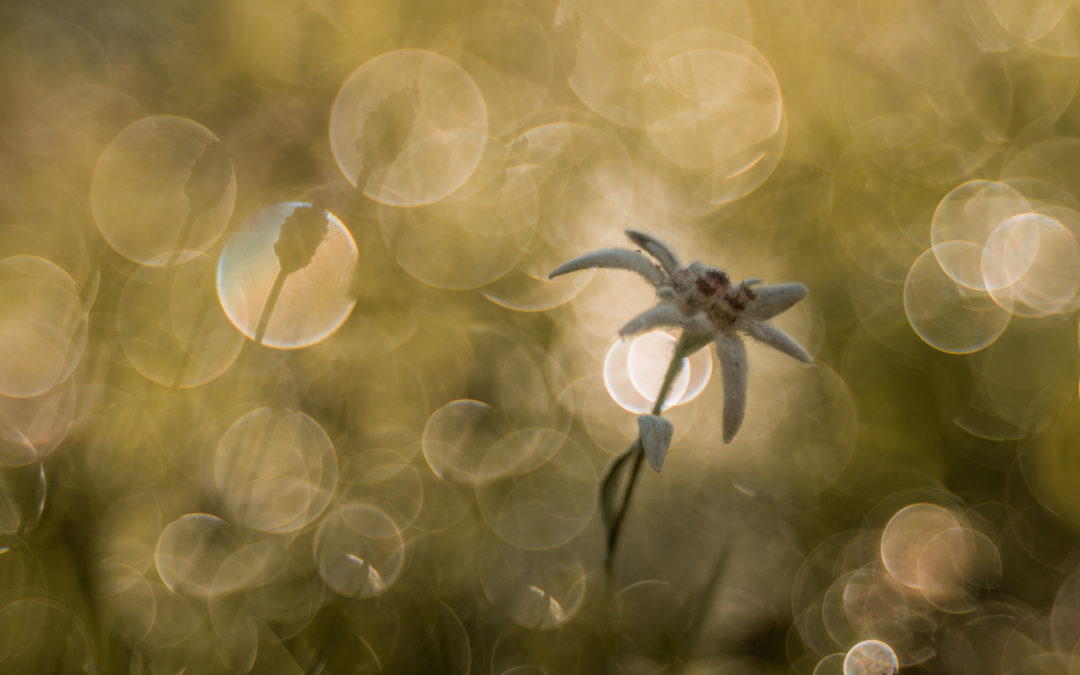 Seconda stella a destra…