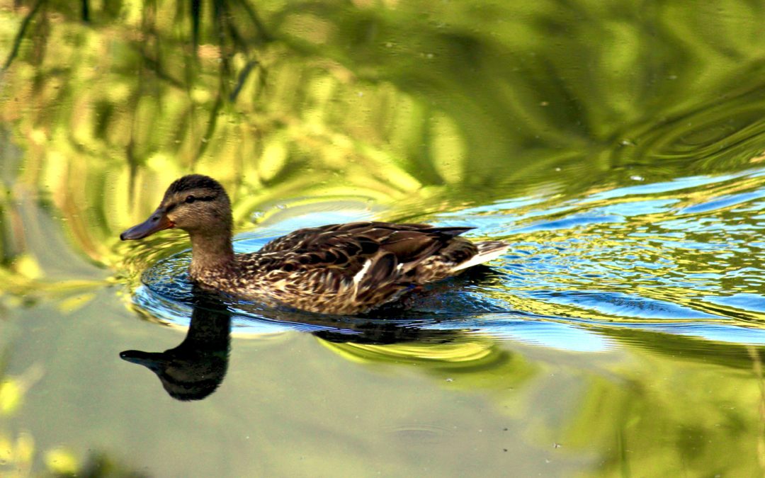 Eleganza sull’acqua
