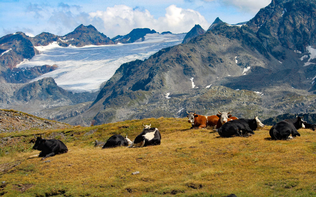 Mucche ai piedi del Rutor